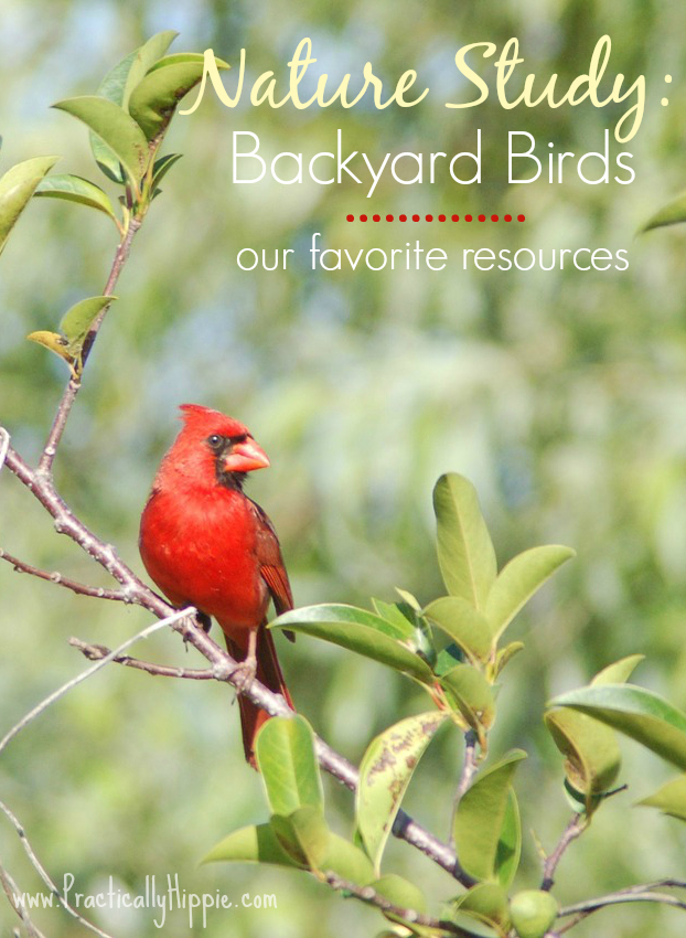 Nature Study: Backyard birds