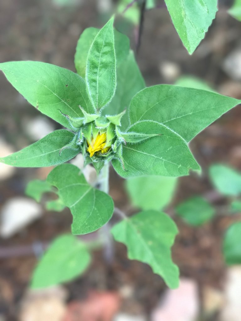 plant sunflowers for spring equinox