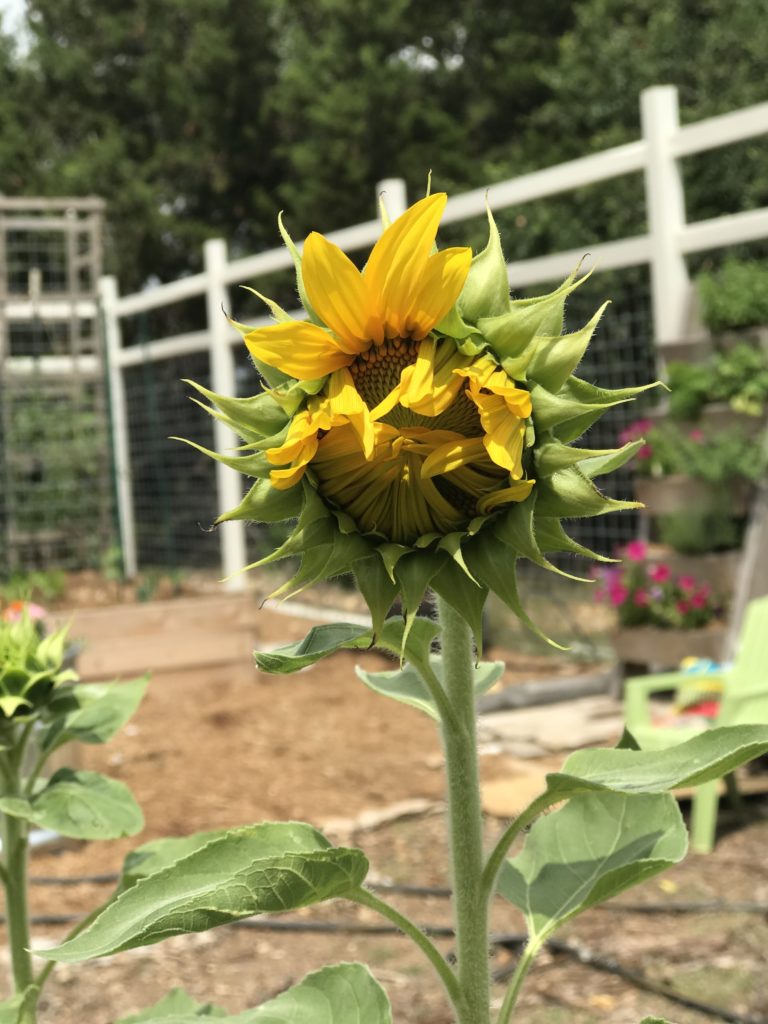 plant sunflowers for spring equinox