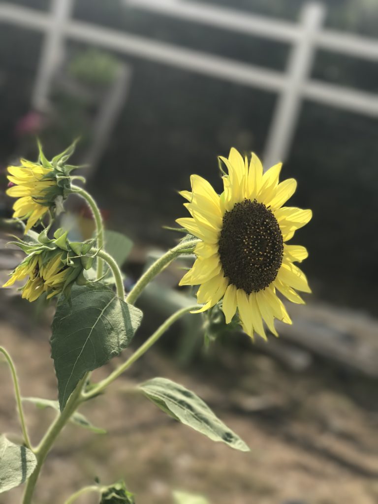 plant sunflowers for spring equinox