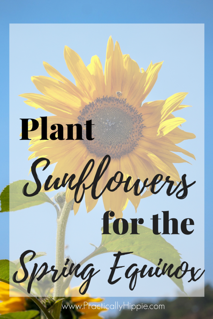 plant sunflowers for spring equinox