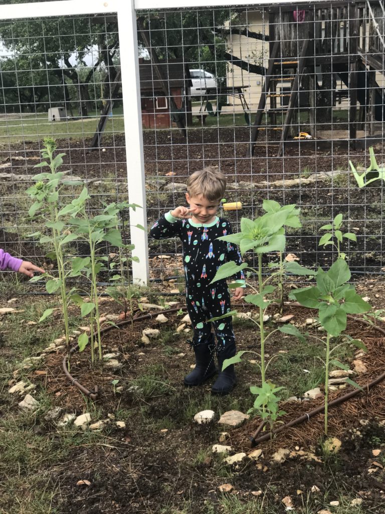 plant sunflowers for spring equinox